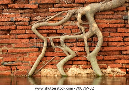 Root texture at wall .