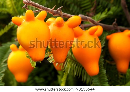 Beautiful Fruit Garden