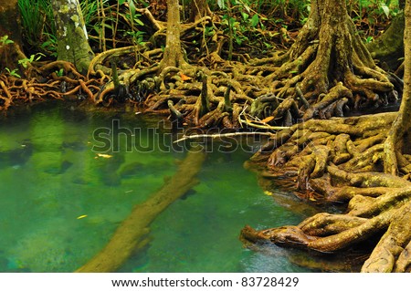 Root of water plant