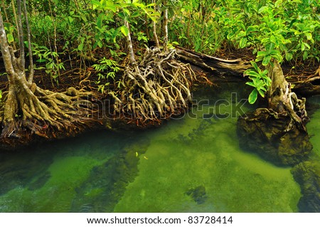 Root of water plant