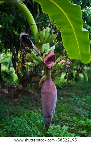 The large flower and small banana fruits of the banana plant