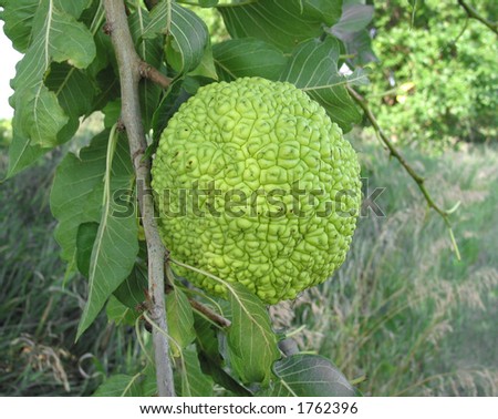 Osage Orange Tree. stock photo : Osage Orange