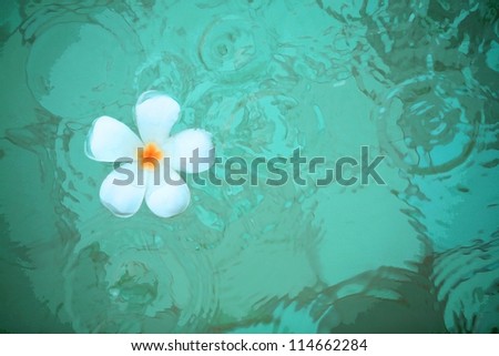 flower float on the water (paint style) for spa concept