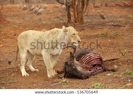 A a battle-scarred lioness guarding a wildebeest kill in the Kruger National Park, South Africa.