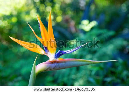 Mandela\'s Gold is a rare yellow form of the well-known crane flower, Strelitzia reginae. In 1996 the National Botanical Institute was granted permission to re-name it in honour of Nelson Mandela.