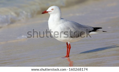 The Silver Gull (Chroicocephalus novaehollandiae) is the most common gull seen in Australia. It has been found throughout the continent, but particularly at or near coastal areas.