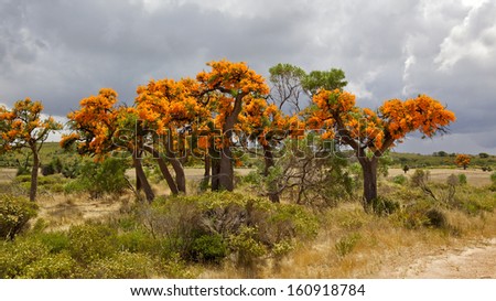 Nuytsia floribunda is a hemiparasitic plant found in Western Australia. The species is known locally as the Christmas Tree, displaying bright orange flowers during the Christmas season.