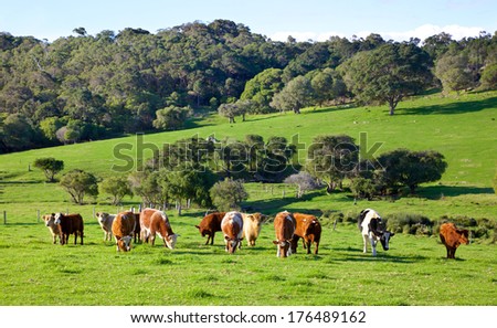 A mixed herd of cattle in the Caves Road area of the town of Margaret River in Western Australia.
