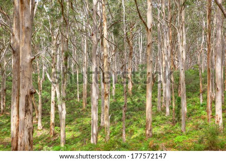 The Boranup Karee Forest  near the town of Margaret River, Western Australia.