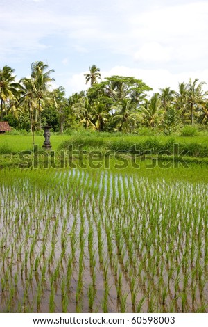A rice paddy in the Central Highlands of the island of Bali, Indonesia.
