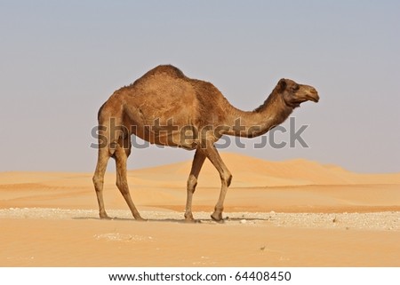 A camel in the Rub al Khali or Empty Quarter. Straddling Oman, Saudi Arabia, the UAE and Yemen, this is the largest sand desert in the world.