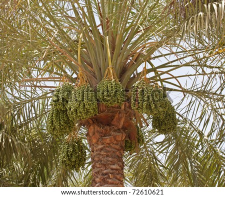A rich crop of dates on an Arabian date palm tree.