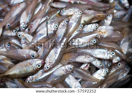 Fresh whitebait fish at a market in China displayed with a hook.