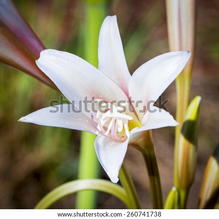 Close up of a beautiful Orange River Lily