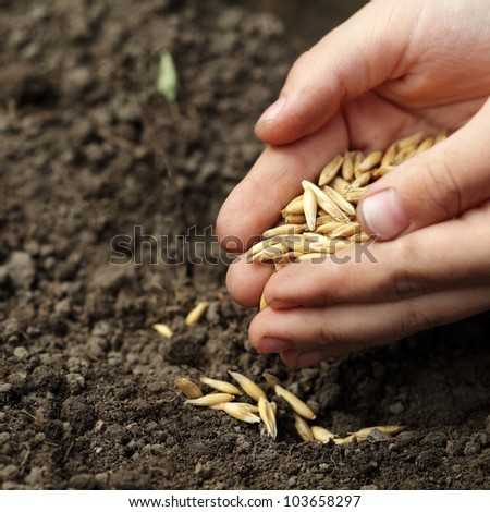 children hand sowing seed