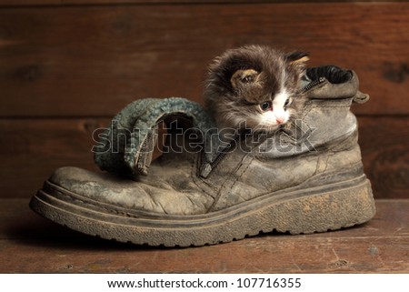 young kitten in old boot