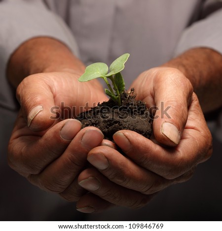 green sprout in senior man hand