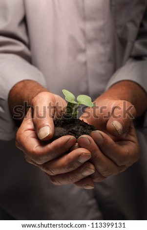 green sprout in senior man hand