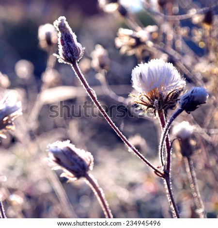 Autumn grass with iniem ice in the rays of dawn