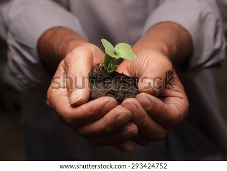 Green Sprout in senior man hand