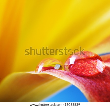 water drop on flower petal
