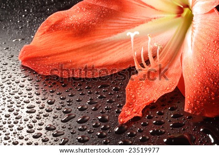 day lily in water drop