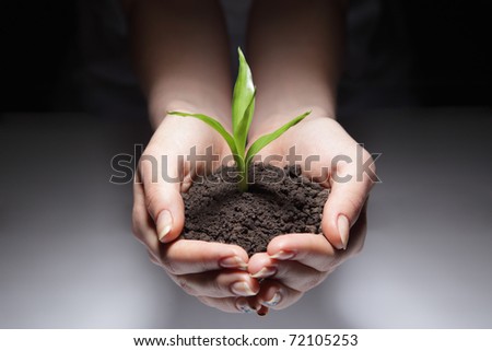 green sprout in woman hand
