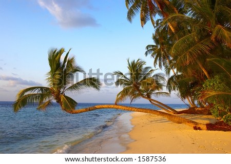 sunset on beach with palm trees. BEACH WITH PALM TREES IN