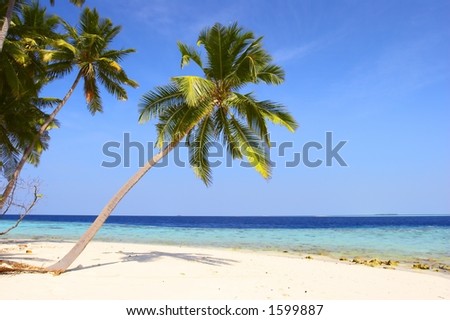 BEAUTIFUL BEACH WITH PALM TREES IN INDIAN OCEAN, MALDIVE ISLAND, FILITEYO
