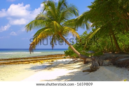 Dream Tropical Beach with Palm Trees In Indian Ocean, Maldive Island Filiteyo