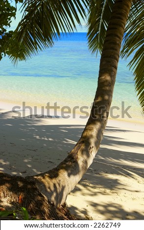 Cool shadow of the palmtree on the island Gan in Indian Ocean, Maldives
