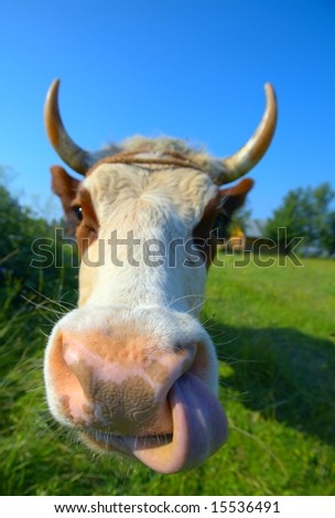 stock photo : Amusing nose digging cow