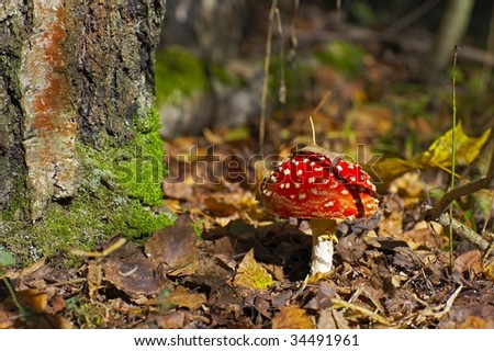Fly-agaric in a autumn forest