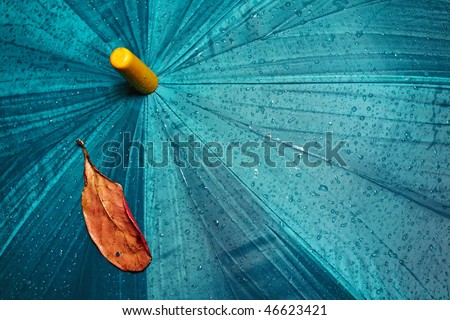 Wet umbrella and dry yellow leaf