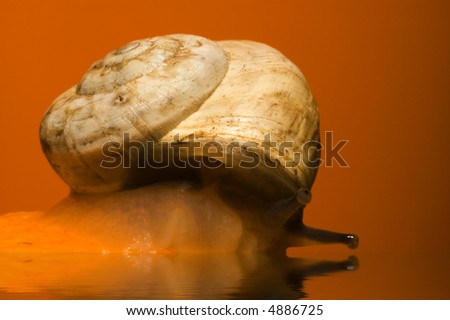 a snail with a water consequence...