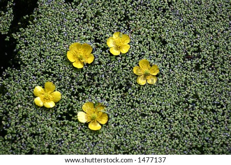 flowers and leaves, yellow flower  in water