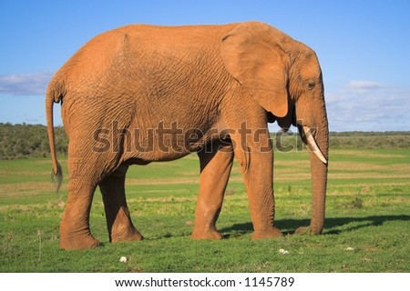 Elephant Bull on the African plains, side profile