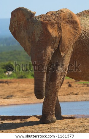 Muddy African Elephant front half side profile