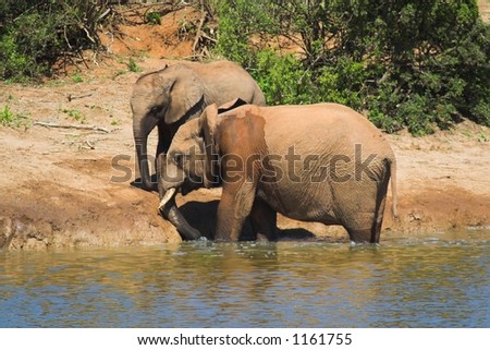 African Elephant drinking water at the waterhole