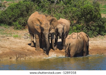 African Elephant family drinking water