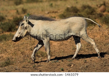 Running Warthog