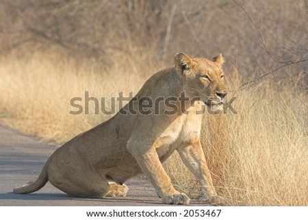 Scarred Adult lioness getting up after her rest