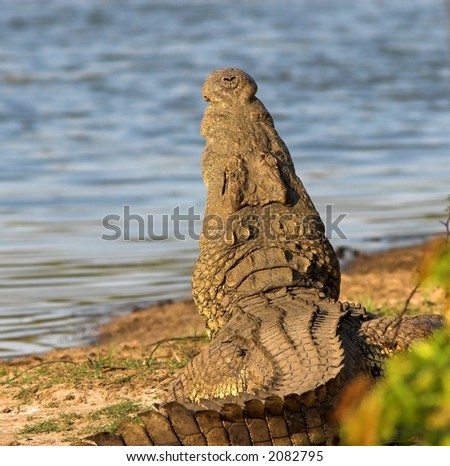 Crocodile laying with its mouth wide open