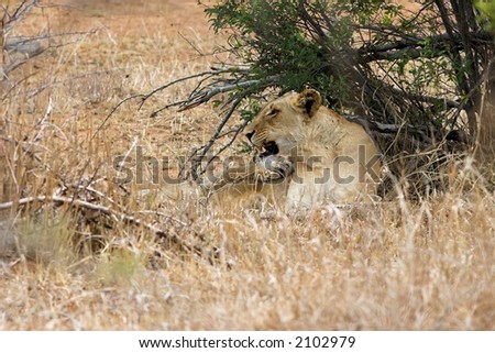 Lioness growling after being woken up from her sleep
