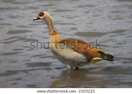 Egyptian goose with water droplets running down its neck
