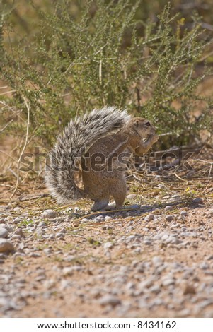 Cape Ground Squirrel eating foraged food