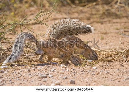 Two Cape Ground Squirrels foraging for food
