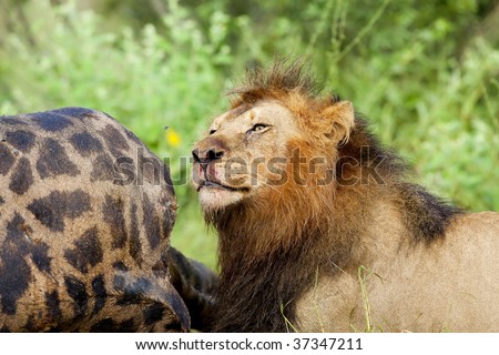 Adult Male Lion standing by a giraffe carcass
