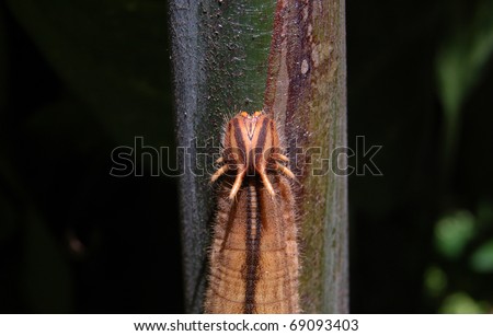 Close up of weird looking caterpillar