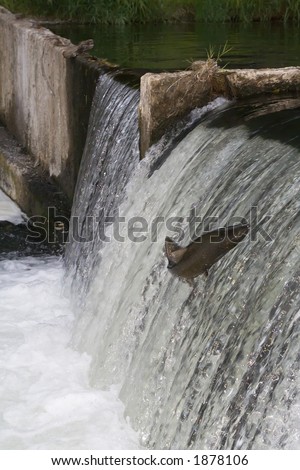 Salmon jumping up the engineered part of Tumwater Falls on the Deschutes River, Tumwater Washington.